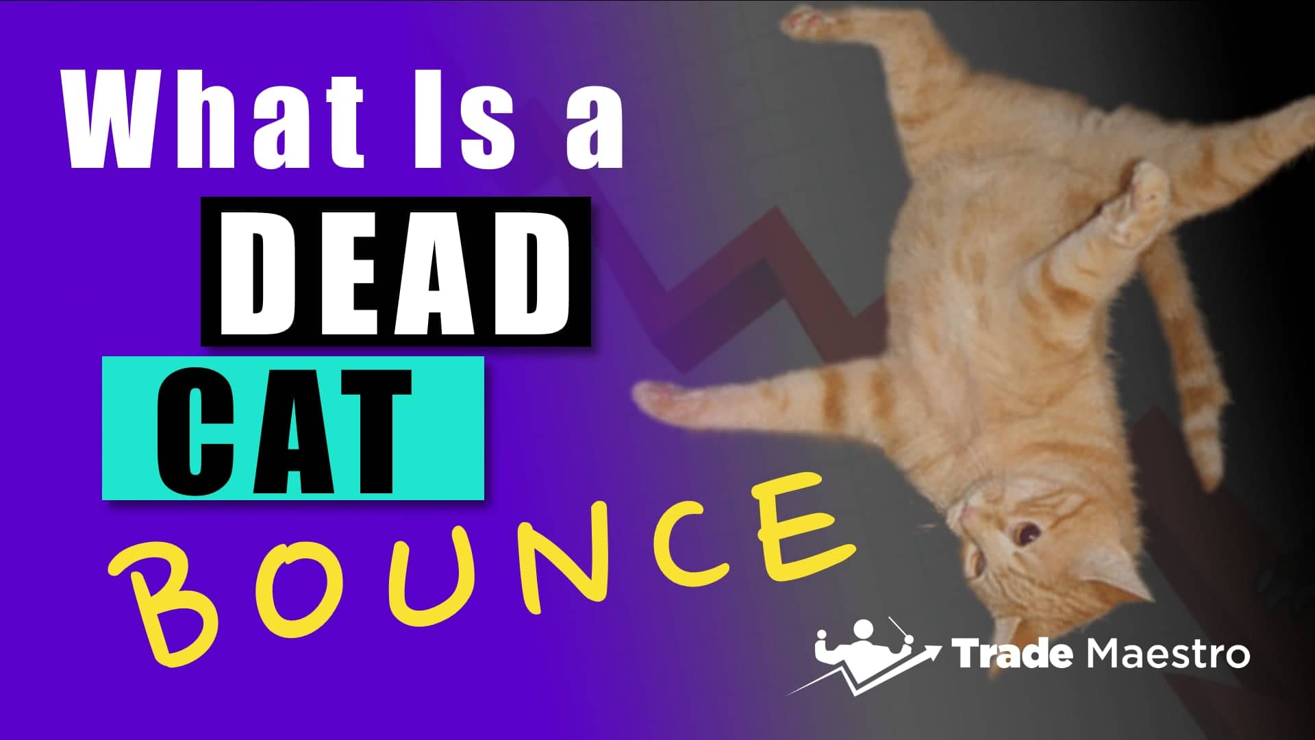 what-is-a-dead-cat-bounce-trade-maestro